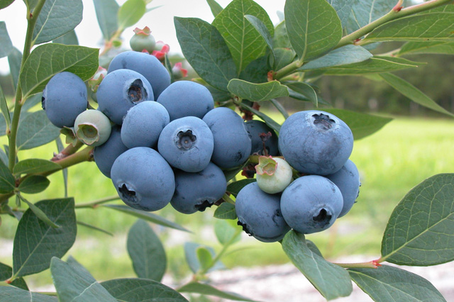 Blueberries pictured on the existing farm website