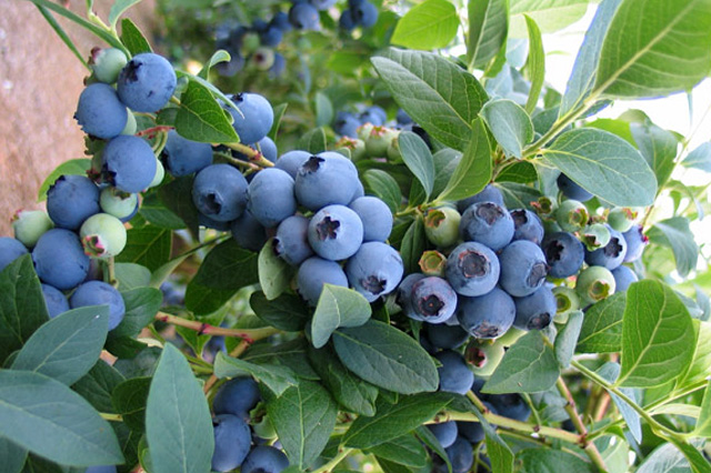 Clusters of ripe blueberries pictured on the existing farm website